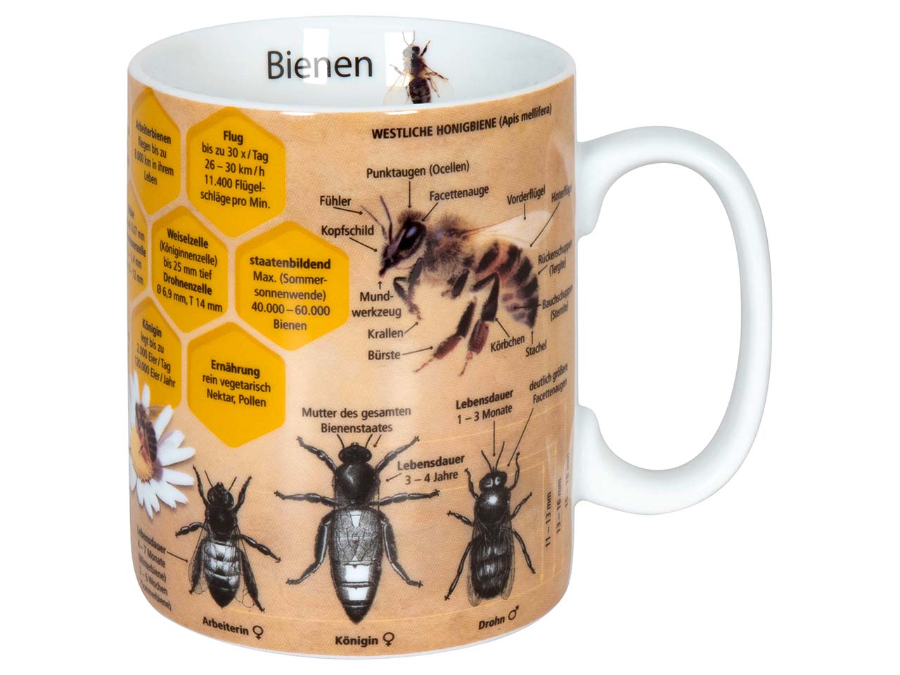 Könitz Tasse "Wissensbecher Biene"