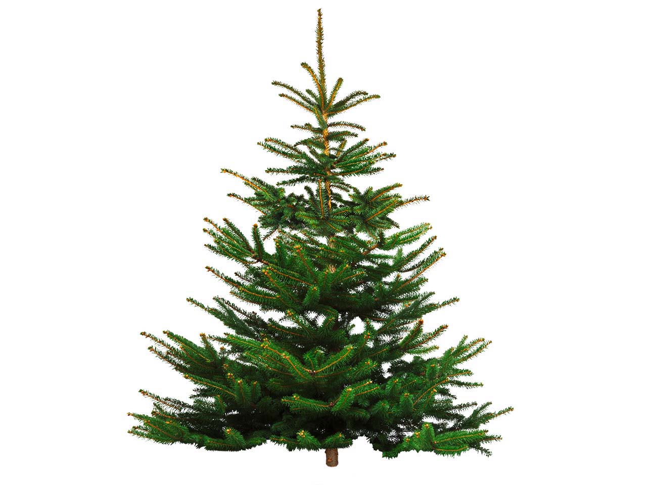 Bio-Nordmanntanne ca. 140-160 cm