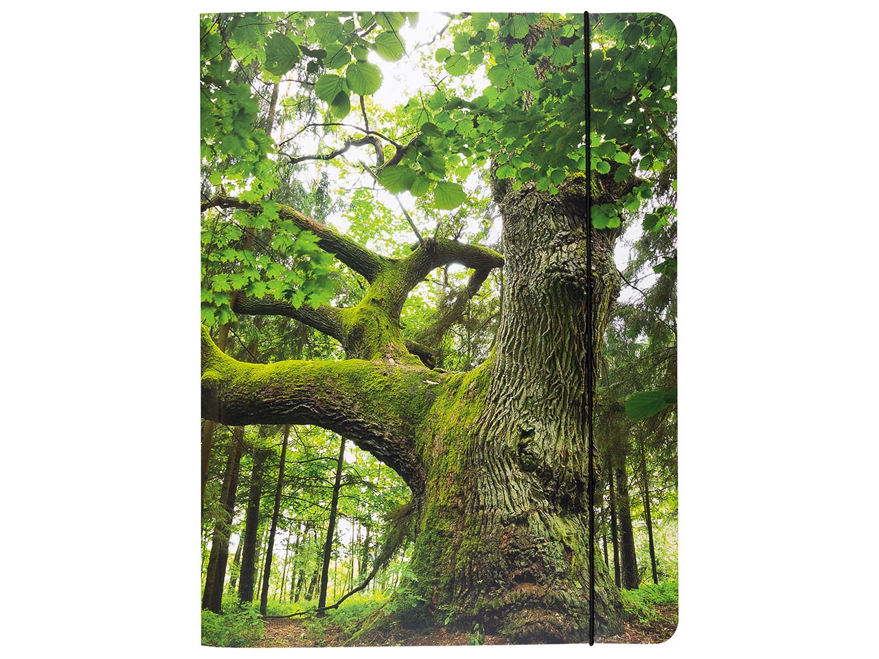 Sammelmappe "Baum" A4