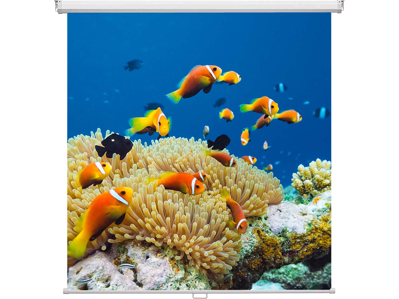 magnetoplan Rollo-Leinwand 180 x 180 cm