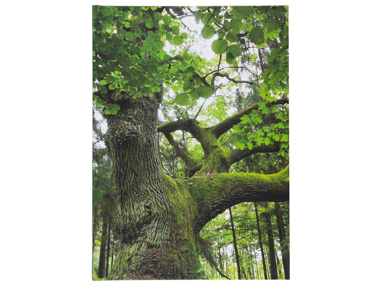 Notizbuch "Baum" DIN A5 blanko, 72 Blatt